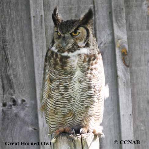 Great Horned Owl