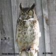 Great Horned Owl range map