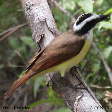 Great Kiskadee