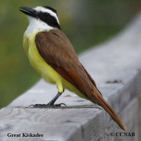 Great Kiskadee