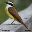 Great Kiskadee