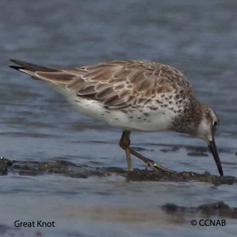 Great Knot