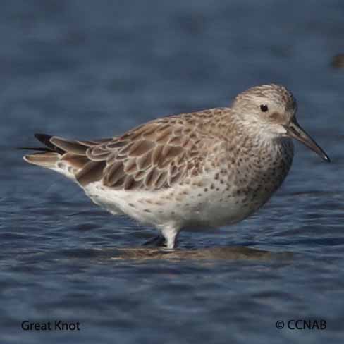 Birds of North America