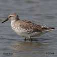 Great Knot range map