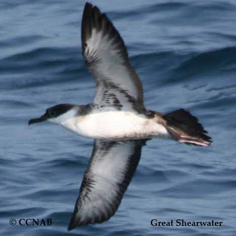 Great Shearwater