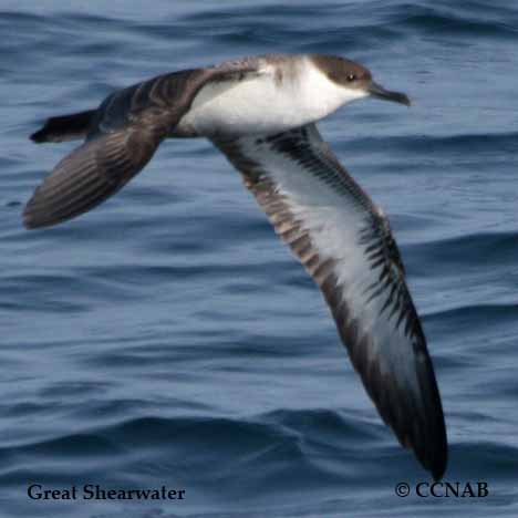 Great Shearwater