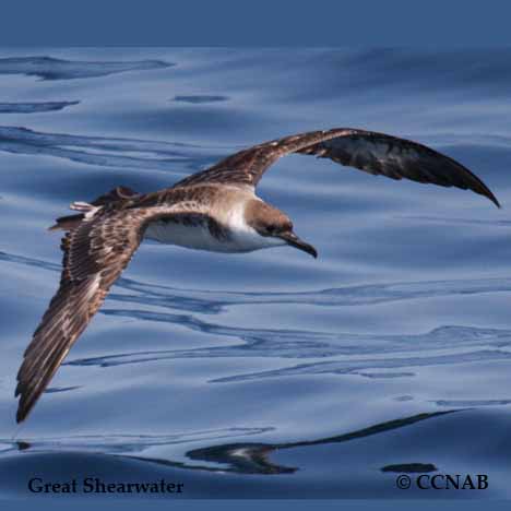 Great Shearwater