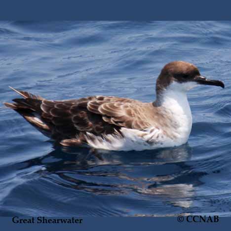 Great Shearwater