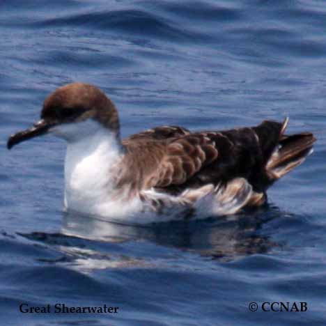 Birds of North America