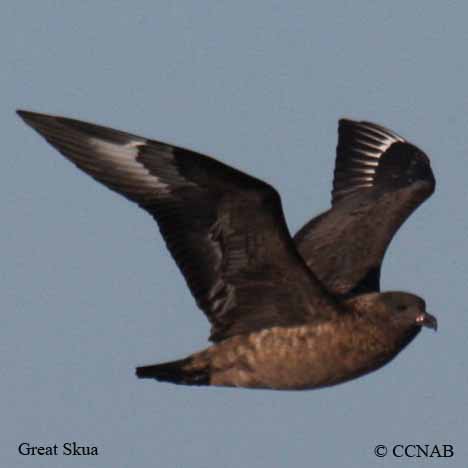 Great Skua