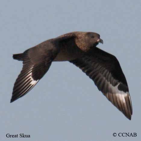 Great Skua