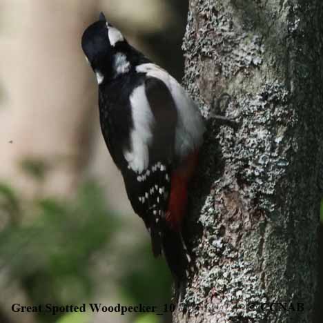 Great Spotted Woodpecker