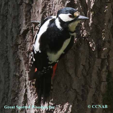 Great Spotted Woodpecker