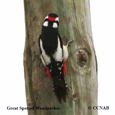 Great Spotted Woodpecker