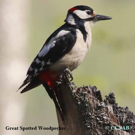 Great Spotted Woodpecker