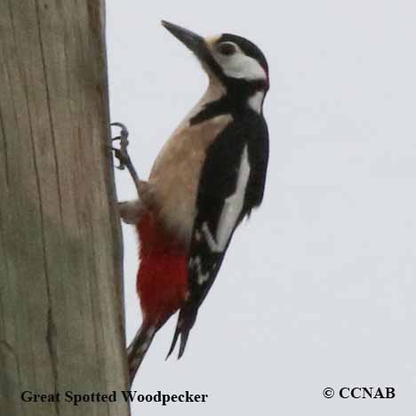 Great Spotted Woodpecker