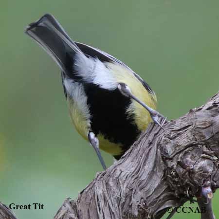 Great Tit (Parus major) - North American Vagrant Tits - Birds of North  America