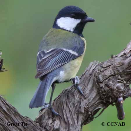 Great Tit