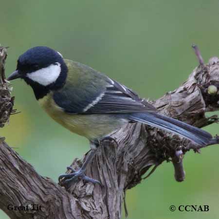 Great Tit