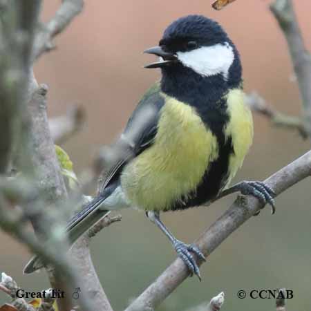 Great Tit