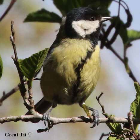 Great Tit