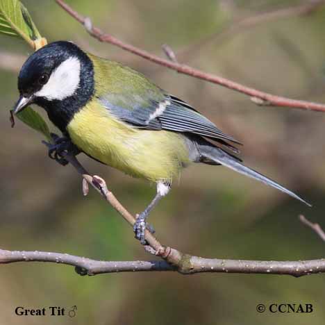 Birds of North America