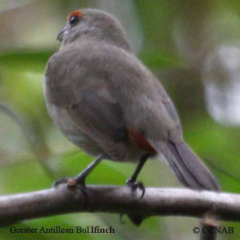 Antillean_Bullfinch