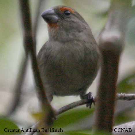 Antillean_Bullfinch