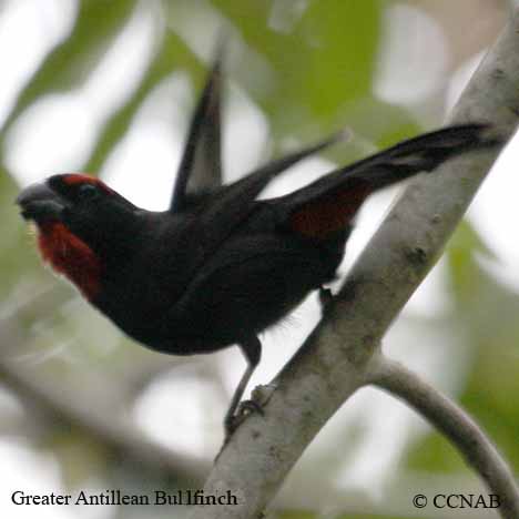 Antillean_Bullfinch