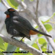 Greater Antillean Bullfinch range map