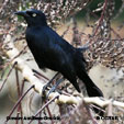 Greater Antillean Grackle range map