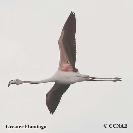 Greater Flamingo