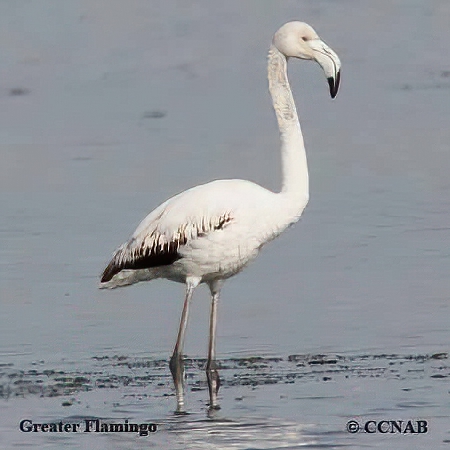 Greater Flamingo