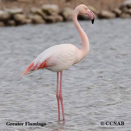 Greater Flamingo