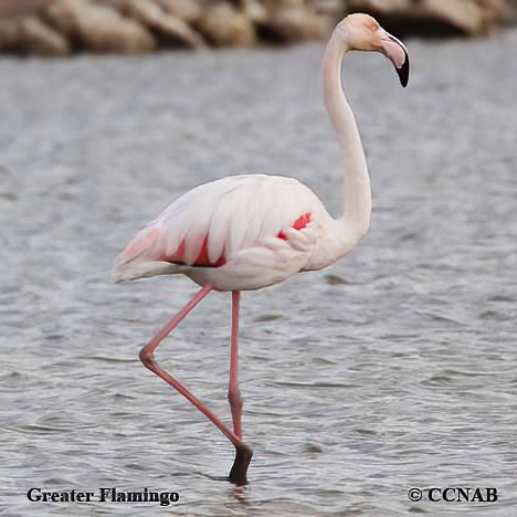 Birds of North America