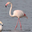 Greater Flamingo range map