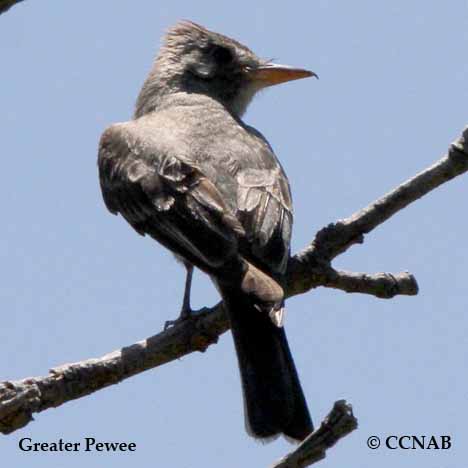 Greater Pewee