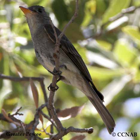 Greater Pewee