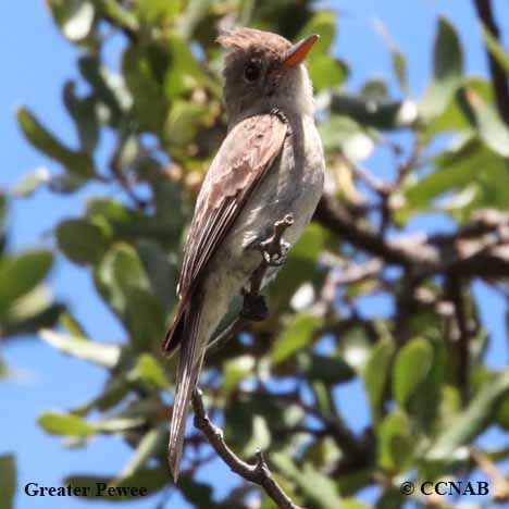 Greater Pewee