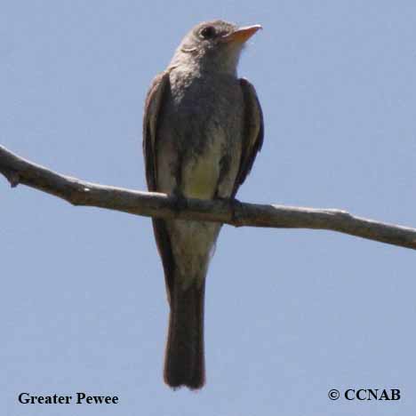 Greater Pewee