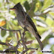 Greater Pewee range map