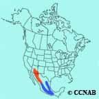 Greater Pewee range map