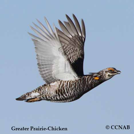 Greater Prairie-Chicken