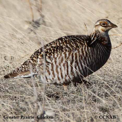 Greater Prairie-Chicken