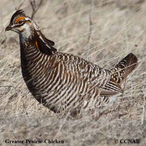 Greater Prairie-Chicken