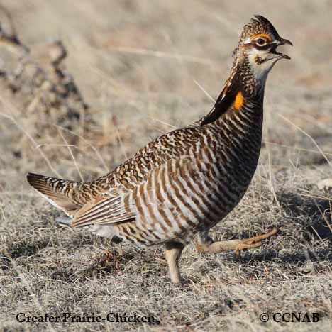 Greater Prairie-Chicken