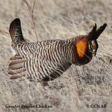 Birds of North America