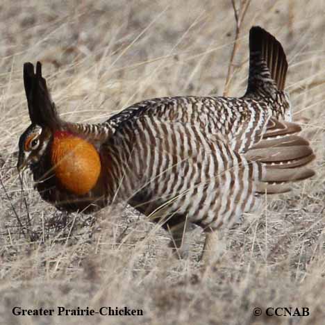 Birds of North America