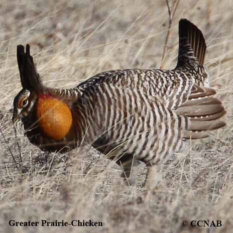 Greater Prairie-Chicken