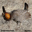 Greater Prairie-Chicken range map